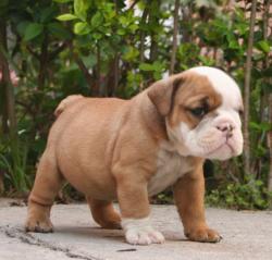 cachorro de raza Bulldog ingles para la venta del criadero Nutibara Bulldogs
           

            


            