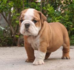 cachorros para la venta de la raza bulldog ingles del criadero Nutibara Bulldogs

            


            