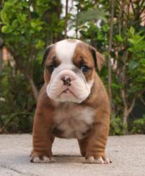 Cachorros de raza Bulldog Ingles para la venta del 
criadero Nutibara Bulldogs    


            


            