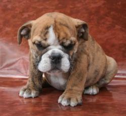 cachorros para la venta  de bulldog ingles


            


            