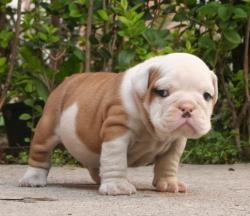 Cachorros de raza Bulldog ingles del criadero Nutibara Bulldogs 

            


            