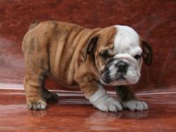 bulldog