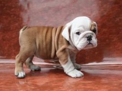 cachorros para la venta  de bulldog ingles
            


            