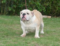 bulldog