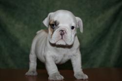 Cachorros para la venta de la raza Bulldog Ingles excelente genetica y linea de campeones   




            


            