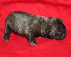 CACHORROS DE RAZA BULLDOG FRANCES PARA LA VENTA DEL CRIADERO NUTIBARA BULLDOGS


            


            