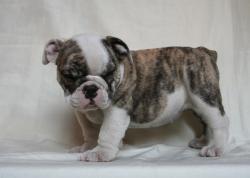 Bulldog