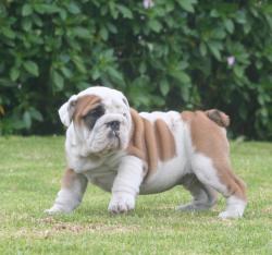 Cachorros de raza bulldog Ingles con registro para la venta

            


            