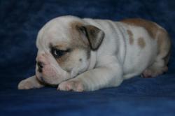 Cachorros de Bulldog Ingles  para la venta


            


            