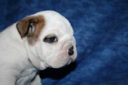 Cachorros de Bulldog Ingles  para la venta


            


            