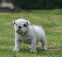 Bulldog