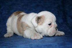 Cachorros de Bulldog Ingles  para la venta


            


            