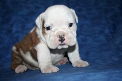 Cachorros de Bulldog Ingles  para la venta


            


            