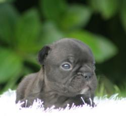 Cachorros de Bulldog Ingles  para la venta


            


            