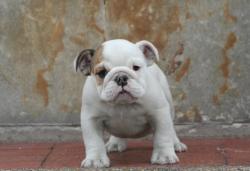 Bulldog