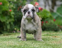 Ejemplares 100% puros para la venta de bulldog Ingles para show

            


            