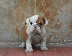 Bulldog