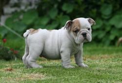 Bulldog