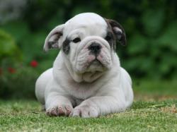 Cachorros registrados de bulldog ingles 


            


            


            