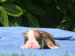             
cachorros de raza Bulldog ingles para la venta del criadero Nutibara Bulldogs


            


            


            