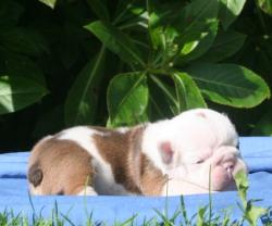 Ejemplar puro de raza Bulldog Ingles registrados disponibles para la venta

            


            