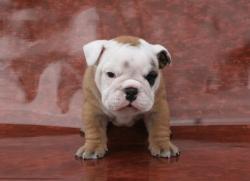 
            Cachorros de raza bulldog Ingles para la venta



            


            


            