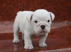 Cachorros de raza bulldog para la venta


            


            