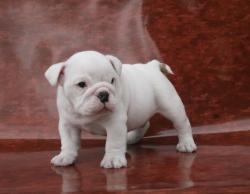 Bulldog