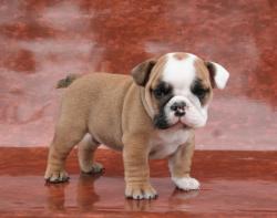 Cachorros de raza Bulldog Ingles para la venta


            


            