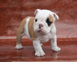 Cachorros para la venta de la raza bulldog Ingles


            


            