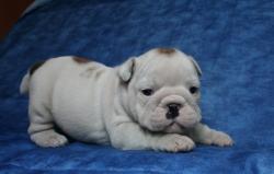 Ejemplares de raza Bulldog Ingles Cachorros disponibles


            


            