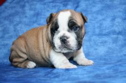 
            Ejemplares de raza Bulldog Ingles cachorros para la venta


            


            


            