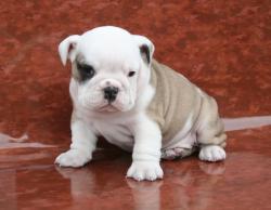 Cachorrios de raza bulldog para la venta 



            


            