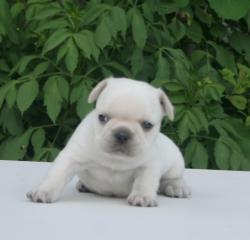 Cachorros para la venta de raza bulldog frances del criadero Nutibara bulldogs


            


            