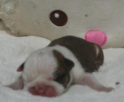 Cachorros de raza bulldog ingles para la venta del criadero nutibara bulldogs


            


            