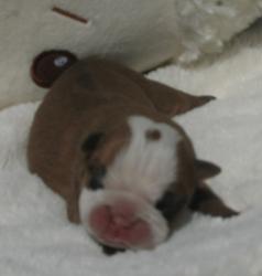 cachorros  para la venta de raza Bulldog Ingles del criadero Nutibara Bulldogs


            


            