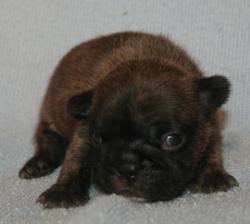             
Cachorros de raza Bulldog Frances para la venta del criadero Nutibara Bulldogs

            


            


            