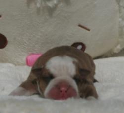 cachorros para la venta de raza bulldog ingles del criadero Nutibara Bulldogs


            


            