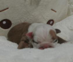 Cachorros de raza bulldog ingles para la venta del criadero nutibara bulldogs


            


            