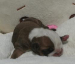 Cachorros de raza bulldog ingles para la venta del criadero nutibara bulldogs


            


            