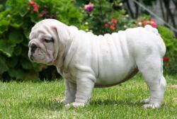 Ejemplar de Bulldog Ingles Registrada


            


            


            