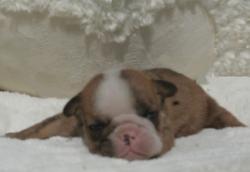 cachorros de raza Bulldog ingles para la venta del criadero Nutibara Bulldogs


            


            