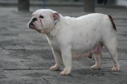 Bulldog