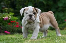 Ejemplar de raza bulldog ingles registrada 
Disponible en Republica dominicana
            


            