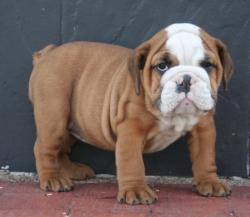             cachorros de la raza Bulldog Ingles para la venta del criadero Nutibara Bulldogs  


            


            


            