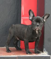             Cachorros disponibles de Bulldog Frances


            


            


            