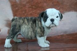 
            
Ejemplar de la raza Bulldog Ingles para la venta 

     ejemplar de raza bulldog Ingles para la venta       


            


            