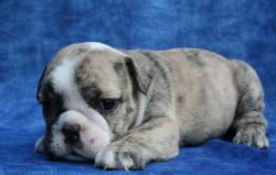 cachorros de Bulldog ingles para la venta


            


            