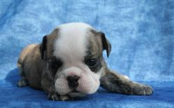 cachorros de Bulldog ingles para la venta


            


            