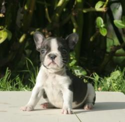             Cachorros de raza bulldog frances para la venta del criadero Nutibara Bulldog 


            


            


            